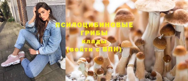 прущие грибы Беломорск