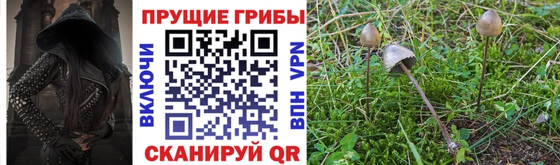 Псилоцибиновые грибы Psilocybine cubensis  Володарск 